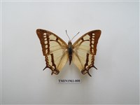 藏品(小雙尾蛺蝶)的圖片